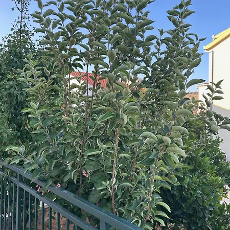 Boljat شقة *